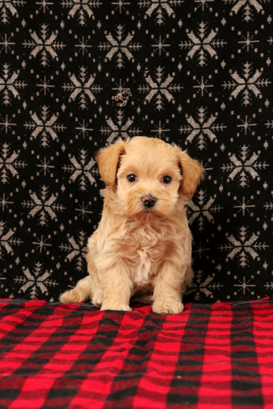 puppy, for, sale, Maltipoo, Matthew B. Stoltzfus, dog, breeder, Gap, PA, dog-breeder, puppy-for-sale, forsale, nearby, find, puppyfind, locator, puppylocator, aca